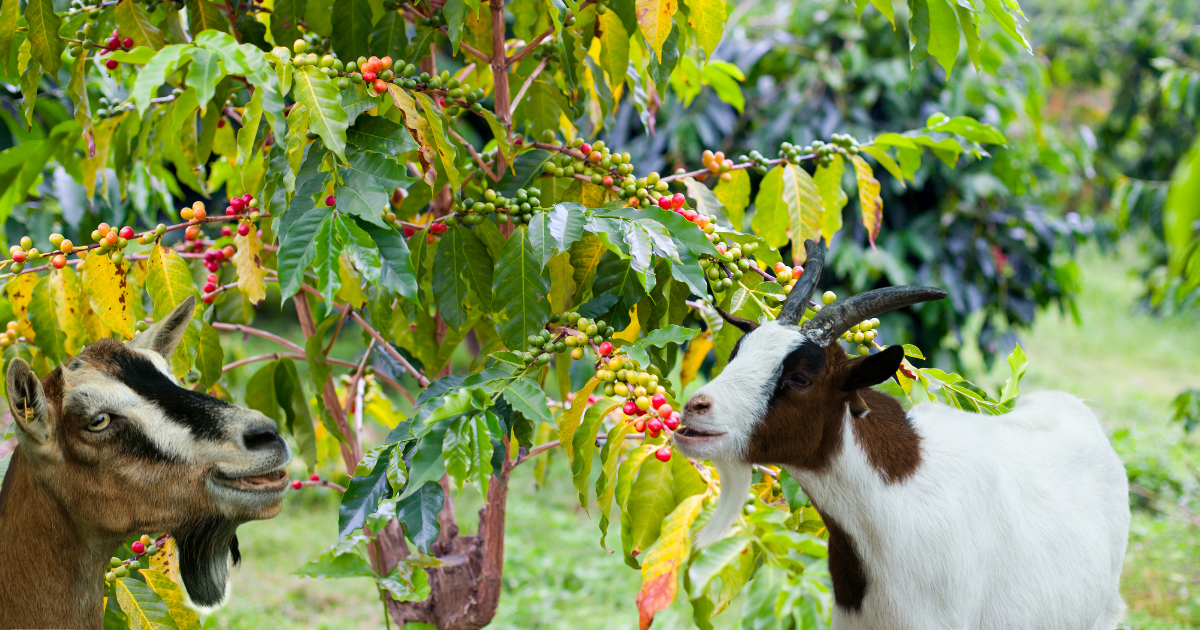 Two goats eating red coffee beans off of a tree